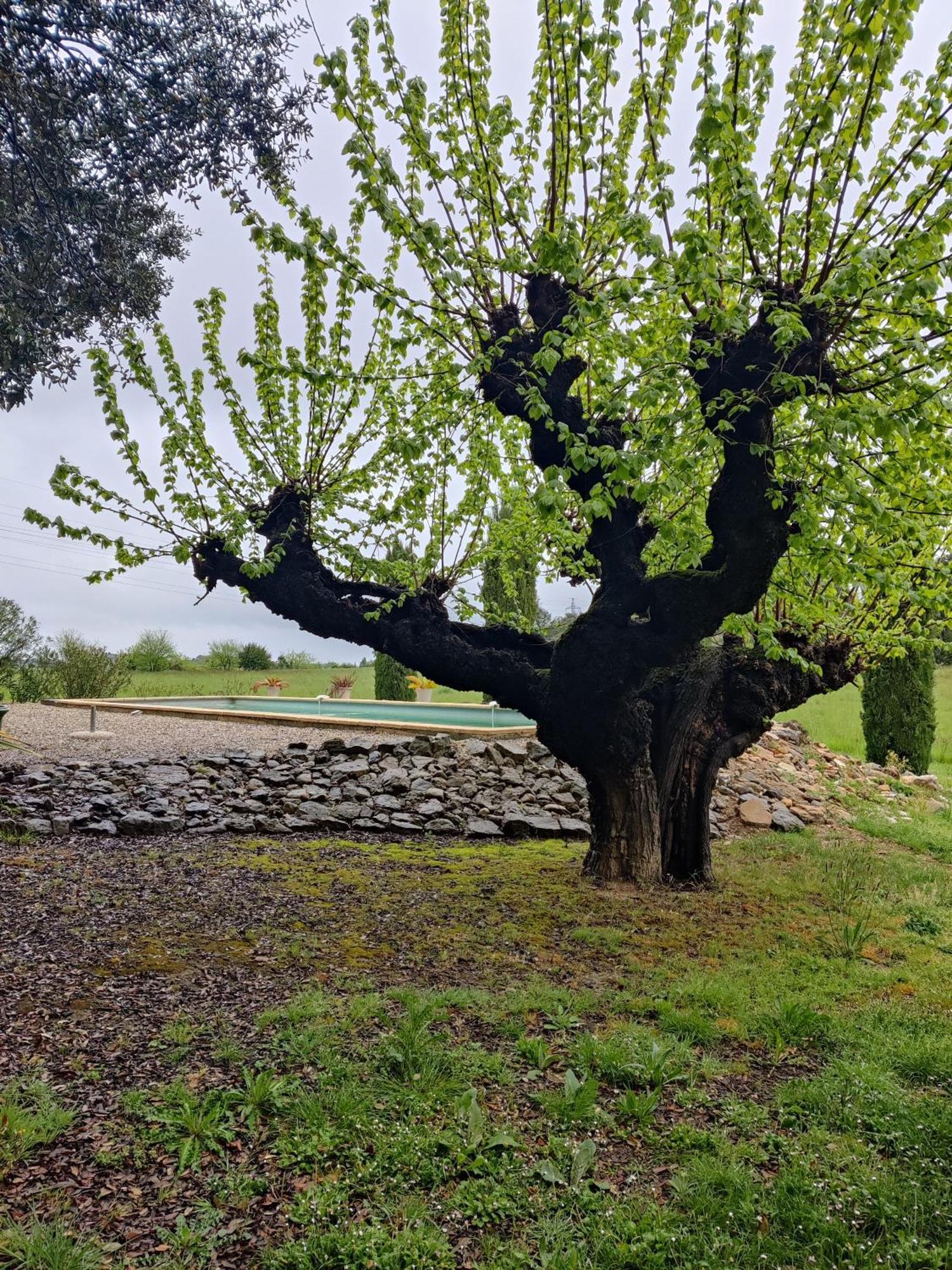 L'Etoffe, Charmante Chambre Dans Un Mas Cevenol Boisset-et-Gaujac Extérieur photo